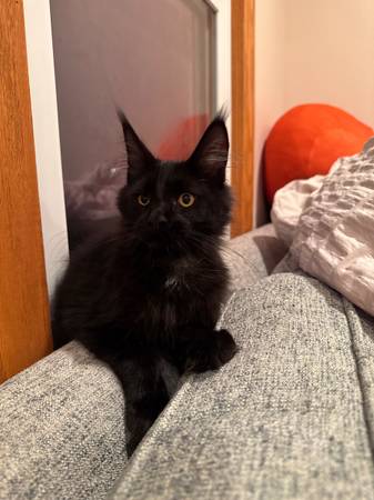 Mainecoon Mix? (onawa)63961118186499122