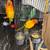 Sun Conures 1 thumbnail