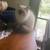 Himalayan / Persian kittens 1 thumbnail