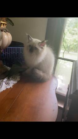 Himalayan / Persian kittens 1