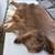 Whitetail Deer Hide Tanned Fur Deerskin Buckskin 4 Different 10 thumbnail