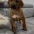 Rhodesian ridgeback puppies 🐶 4 thumbnail