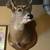 Deer Mount 1 thumbnail