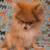 Pomeranian 2 thumbnail