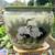 Japanese Imari-style Chinese Porcelain ‘Fish Bowl’ Planter Pot 1 thumbnail