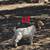 Registered fullblood Boer Goats 7 thumbnail