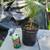 tree seedlings 1 thumbnail