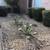 Office space available in Pleasanton Cedarwood complex on Santa Rita 3 thumbnail