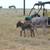 Mini Donkey JACK 2 thumbnail