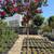 Crepe Myrtle Tree 5 thumbnail
