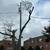Tree removal and trimming, emergency service, pruning - Low $$ 10 thumbnail