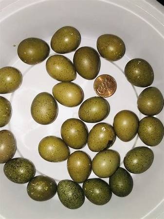 Button Quail Eggs (Phoenix)64047950996483121