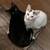 Kitty Adoptions 11 thumbnail