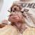 poodle puppy 3 thumbnail