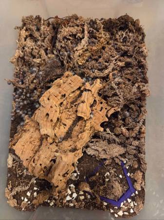 Isopods 1