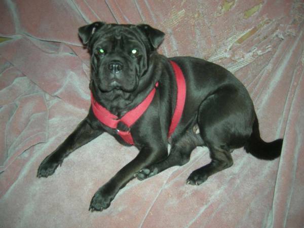 Looking for a Shar Pei, Pug mix 1