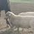 Dorper Rams 1 thumbnail