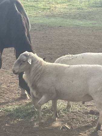 Dorper Rams 1