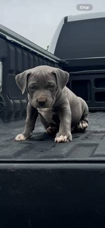 Rehoming My Puppies (Los Ángeles)63953954395138120