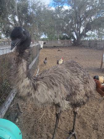 Male emu 1