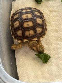 Tortuga Sulcata bebé (Scottsdale)64047951501569120