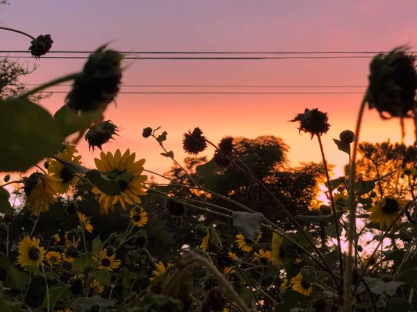 Membership Available at Small South Austin Coop 1