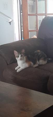 2 calico kittens 1