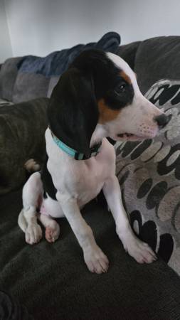 Coonhound puppy (Rock Springs)63843455131011121