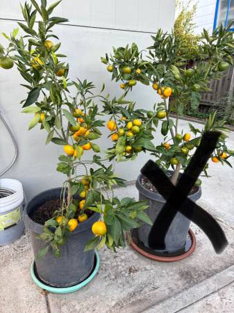 Owari satsuma mandarin 1