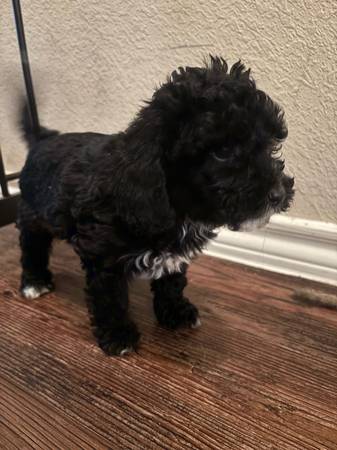 Machos Cockapoo (Houston)63859316212993122