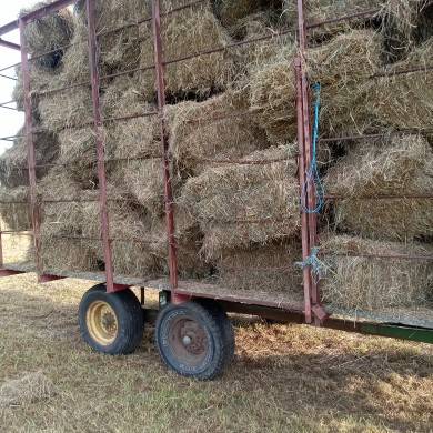 GOOD QUALITY 1st CUTTING HAY 1