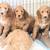 Goldendoodles 13 thumbnail