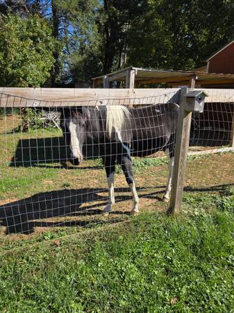 Paint Gelding (Unicoi)64054659218307120