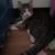 Baby kittens 2 thumbnail