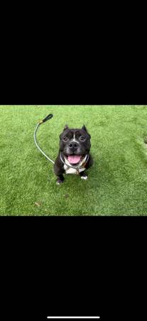 Bulldog (San Jose)63852312553475124