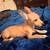 Chihuahua 4 meses male 3 thumbnail