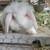 Bunny 8 thumbnail