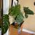 Monstera deliciosa 1 thumbnail