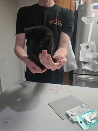 gatito: 1 negro63860185245187120
