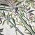 Botanical Art Print Collection – Italian Lithograph Restrikes (1980s) 5 thumbnail