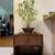 Bonsai Stand display 1 thumbnail