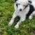 Australian Shepherd 1 thumbnail