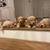 A new best friend Golden retriever full of love 1 thumbnail
