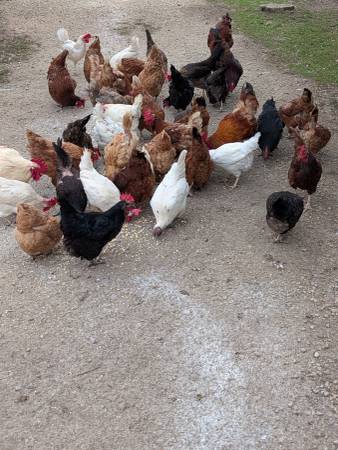 Chicken 1