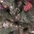 7' Foot Pre-Lit Artificial Fir Christmas Tree with Clear White Lights 4 thumbnail
