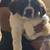 St Bernard puppy 1 thumbnail