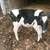 Holstein heifer 2 thumbnail