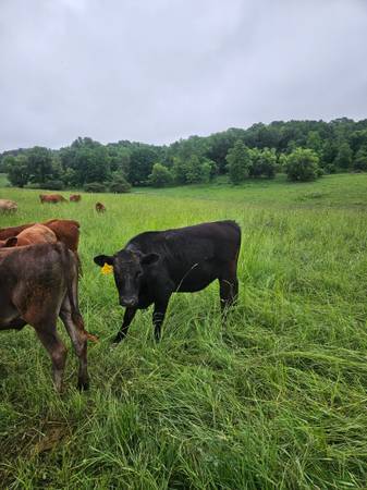 Wagyu feeders for sale - $2,500 (Connorsville)63471093899907122