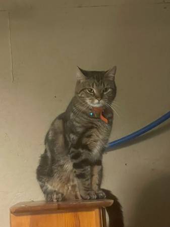 Mother and daugter cats free to good home (Biddeford)64028931904771122