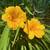 PERENNIALS - Fall Planting 20 thumbnail